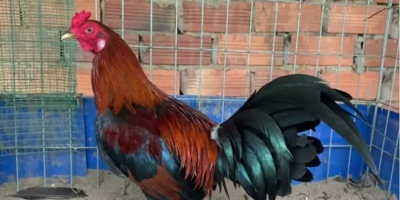 ga-butcher-la-giong-chien-ke-co-tinh-than-bat-khuat ga-butcher-la-giong-chien-ke-co-tinh-than-bat-khuat